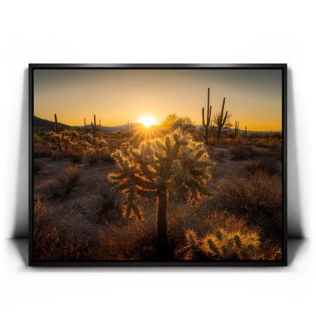 Sparkling Spikes - Tucson, Arizona II Canvas